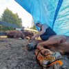 Akcja Habituacja